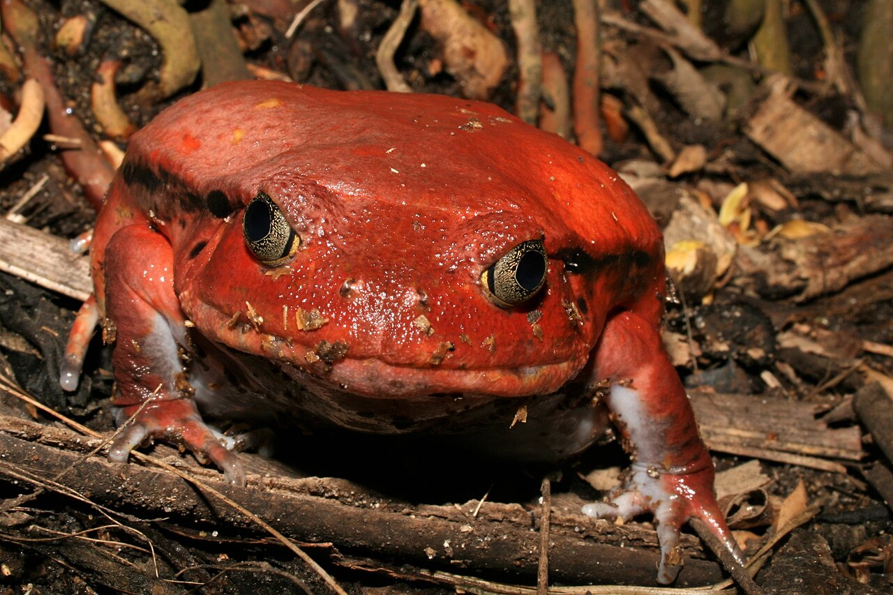 Tomato frog