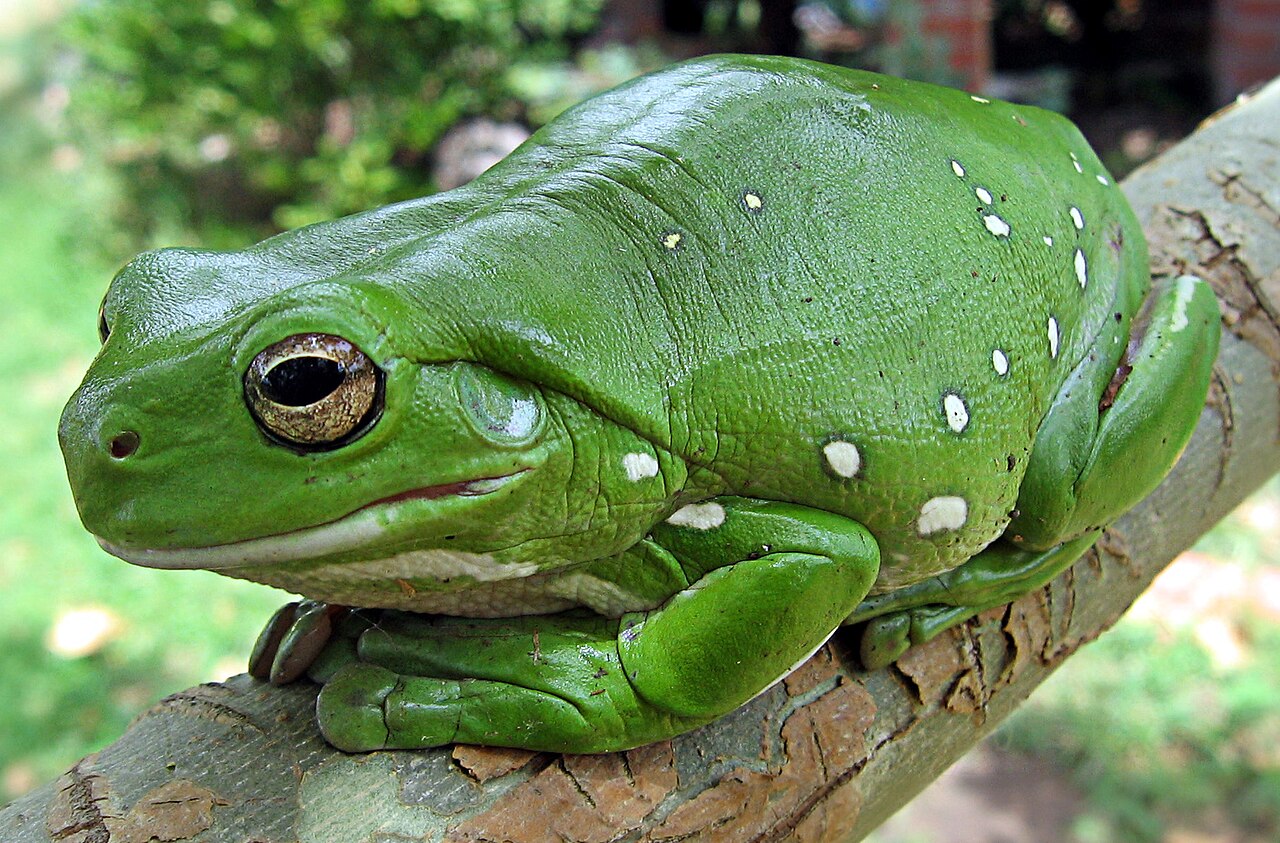 White's tree frog